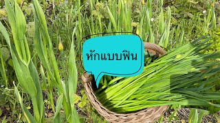 หักมันส์ไม่แพ้ผักบุ้งต้นใหญ่อวบมากดอกกระเทียมโทน#Picking wild onions.1/6/21.