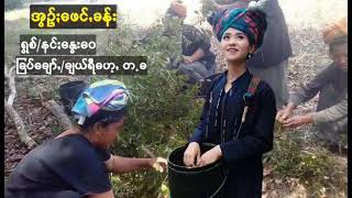 paoh music နင္ေႏြးေဝ - အြဥ္းေဖင္ခန္း