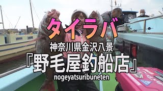 野毛屋釣船店・神奈川県金沢八景「大物ラッシュ！東京湾タイラバゲーム」