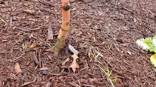 Coral Bark Japanese Maple (Sangu Kaku)