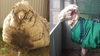 Sheep Looks Unrecognizable After 80 Pounds of Wool is Sheared