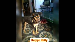 malaiyadi kurichi DOGS VIDEO SUBSCRIBE LIKE Friends