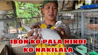 LOFT VISIT KAY HOMING PIGEON BALER AURORA |Reggie Cruz Loft & Aviary #reggiecruzloftandaviary