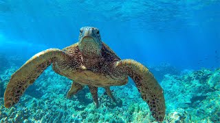 8 Hours - Relaxing Music with Sea Turtles in Hawaii | Great Escapes