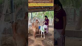 தோட்டத்தோடு சேர்ந்த அழகிய ஆட்டு பண்ணை #goatfarming #goatfarm #goatlovers #goatsale #nattukozhi