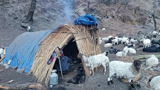 Nepali Himalayan Sheep Shepherd Life in winter |Shepherd Food Cooking |  Shepherd Life in Nepal  |