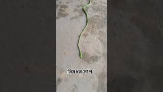 লাউডগা সাপ 😮 কত বড়ো দেখুন সাপ্টা ।।।