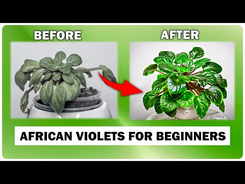 Can I use Miracle Grow on my African violets?