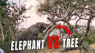 Elephant Knocks Down a Tree