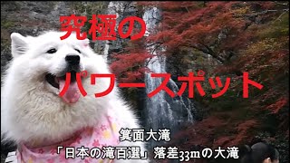 💘サモエド さくら💘 箕面大滝 究極のパワースポット箕面公園の紅葉