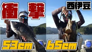 【紀州釣り】西伊豆の黒鯛紀州釣りでドラマティックな展開に悶絶！【黒鯛釣り】【釣武者】