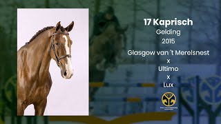 17 Kaprisch (Glasgow van 't Merelsnest x Ultimo x Lux) gelding, 2015