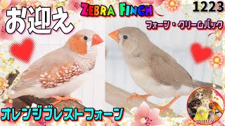 キンカチョウ お迎え・家族が増えました｜オレンジブレストフォーン・フォーン クリームバック Zebra Finch 1223