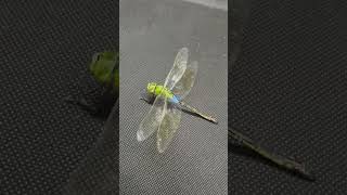 【トンボ】ギンヤンマ ♂ 【Dragonfly】Anax parthenope