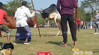 আকর্ষণীয় লড়াই দেখুন।। রেব স্টার ১ বনাম কিং তেজাব ১ |Sylheti bisal mair ||#sylheti #bisalmair