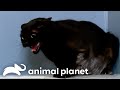 The World's Scariest Black Cats | My Cat From Hell | Animal Planet