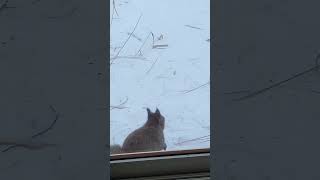 【家に来る動物達】エゾリス２匹来ました