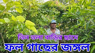 ছাদের উপর এই ধরনের ফল গাছের  জঙ্গল কার নেই/ Beautiful rooftop Garden /