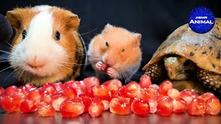 Hamster Guinea Pig Turtle Tortoise ✨ ASMR Mukbang Eating Pomegranate