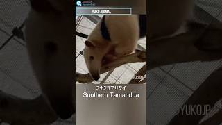 活発なミナミコアリクイ　Sportsman　Southern Tamandua