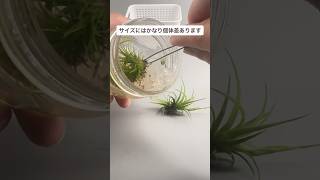 チランジア無菌播種 ビン出し〜順化まで