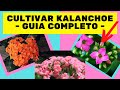 Como cuidar de kalanchoe - Dicas fáceis e simples