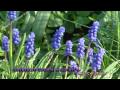 muscari common grape hyacinth blauwe druifjes