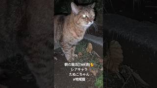 朝の猫活(TNR済)🐈 #地域猫