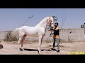 most beautiful nukra stallion maharana sandhu stud farm dod cont no 94641 08699 98765 13942