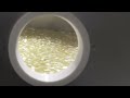 watch and share nutrilite omega 3 complex amway philippines