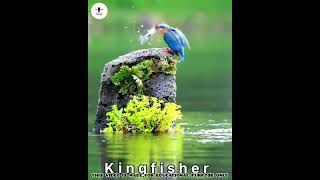 കിംഗ്ഫിഷർ പക്ഷി തൻ്റെ കഴിവിനാൽ മരിക്കും 😮 || Kingfisher || #shorts