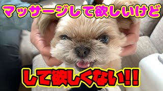 【犬 怒る】マッサージして欲しいけどして欲しくない チワワ×シーズー