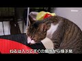 【子猫 23日 夜】子猫がみけに噛みついた！みけの反応が以外だった【瀬戸のミエル日記】