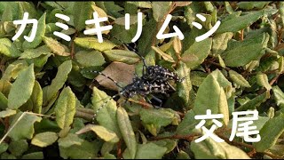 街路樹でカミキリムシが交尾していたので撮影してみた