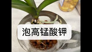 【20171】这两棵蝴蝶兰的根儿，再泡泡高锰酸钾吧 //静姐说花357