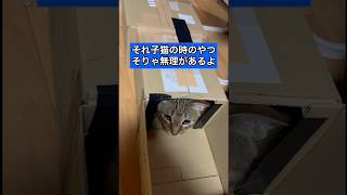 子猫用の段ボールで遊ぶ大人猫たち　#cat  #猫のいる暮らし  #三毛猫