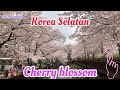 Musim Semi di Korea Selatan (Bunga Sakura)