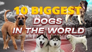 Giant Paws, Gentle Giants: A Look at the World's Largest Dog Breeds