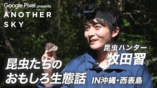 【地上波未公開】昆虫たちのおもしろ生態話 IN 沖縄・西表島