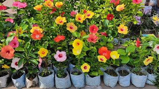 Pune \u0026 Bangalore Variety Hibiscus Plants With Other Flower Plants At Galiff Street Flower Plant Haat