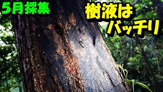 【５月採集】樹液はバッチリ！今回もヒラタクワガタは捕れるのか？？