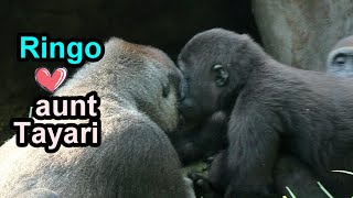 Gorilla Ringo gives aunt Tayari a sweet kiss,love interaction btwn Tayari,Jabali,Ringo金剛猩猩JR好愛Tayari