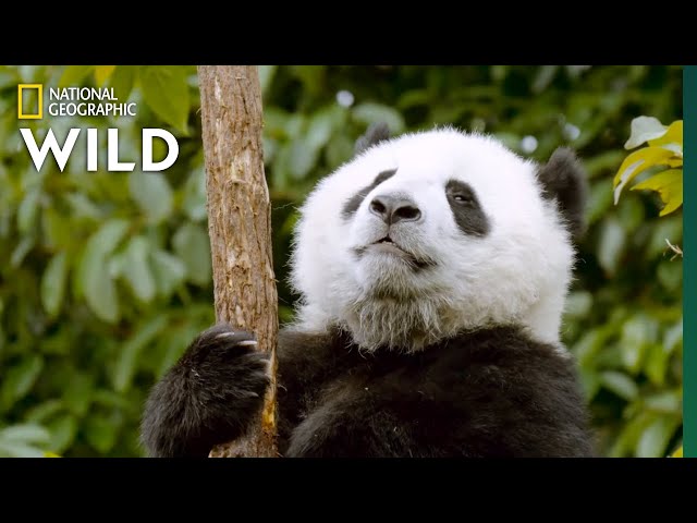 Bears 101 Nat Geo Wild Ejoy English