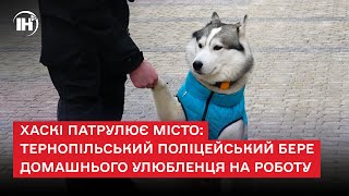 Хаскі патрулює місто: тернопільський поліцейський бере домашнього улюбленця на роботу