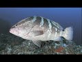 Facts: The Nassau Grouper