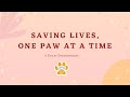 Saving Lives, One Paw at a Time (Pawse Documentary)