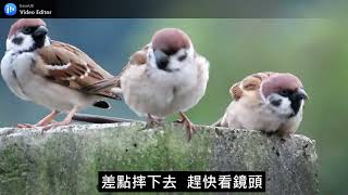 一隻腳麻雀抓癢差點跌倒Single-foot sparrow scratched and nearly fell.#麻雀 #sparrow #スズメ