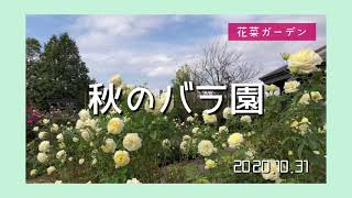 花菜ガーデン〜秋バラ〜