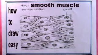 how to draw smooth muscle cell diagram/draw smooth muscle cell easily