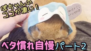 人懐っこいうさぎのぽちゃん、ベタ慣れ自慢！パート②【ホーランドロップ】【うさぎ/bunny/rabbit】